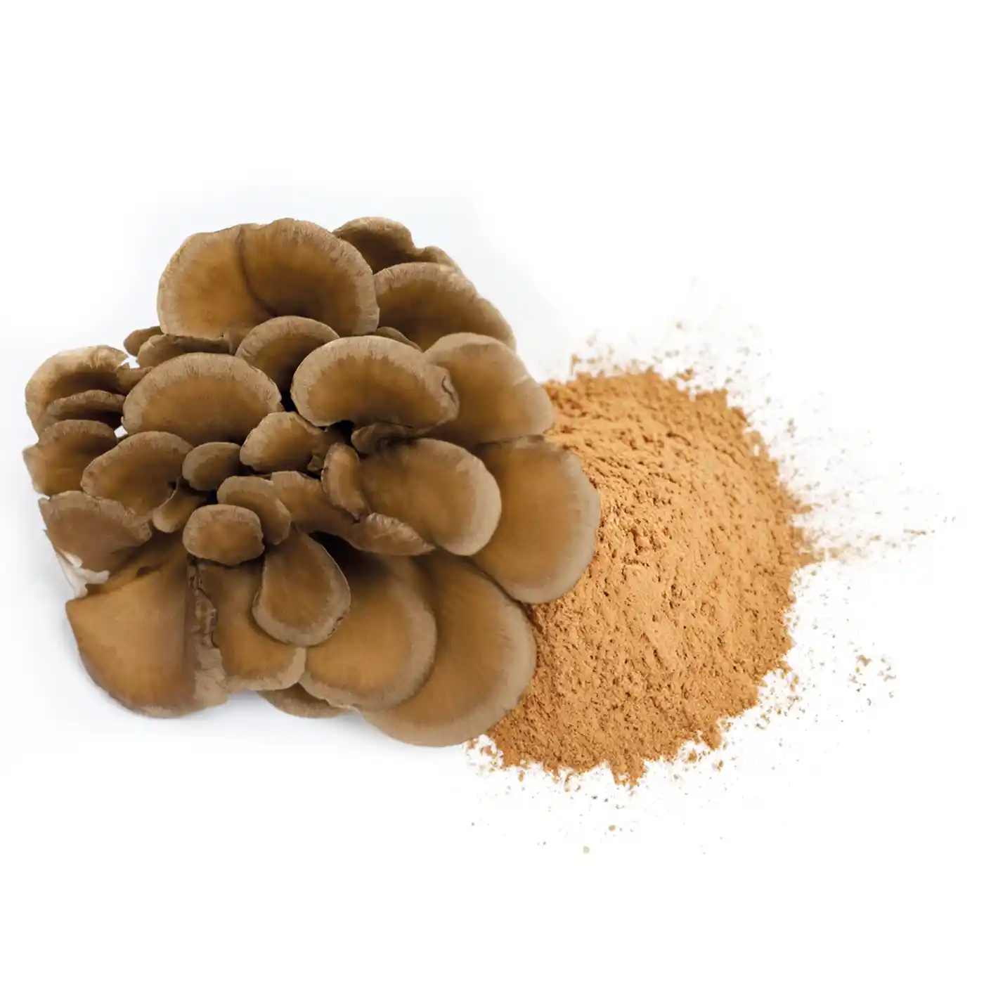 Maïtaké en poudre Bio 50G - Image 6
