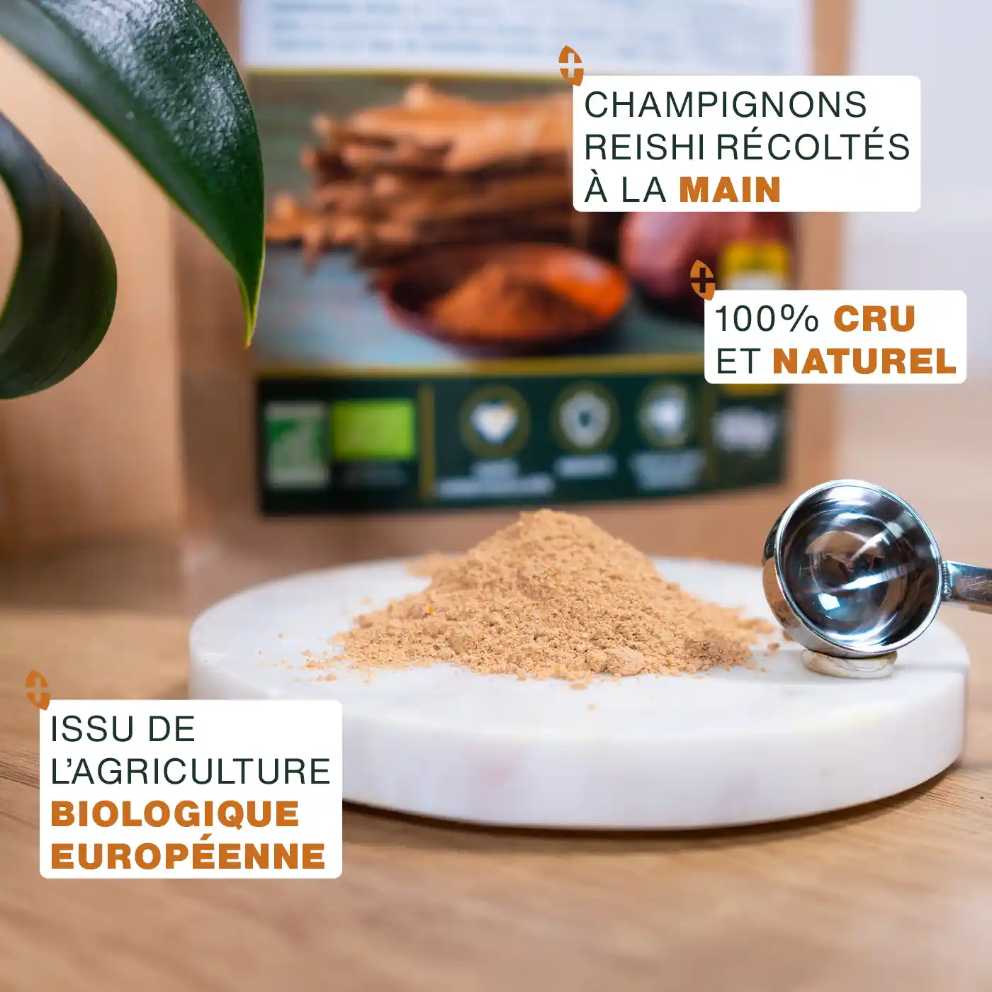 Reishi en Poudre Bio 50g - Image 3
